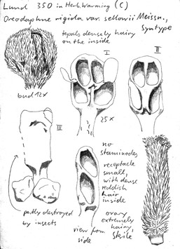 Vorschaubild Oreodaphne rigida var. sellowii Meisn.